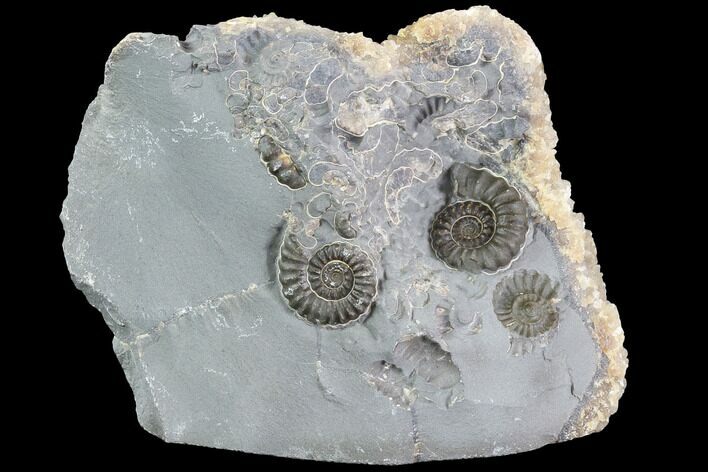 Ammonite (Promicroceras) Fossil Cluster - Somerset, England #86264